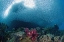 Picture of INDONESIA SCHOOL OF SILVERY BAITFISH OVER CORAL
