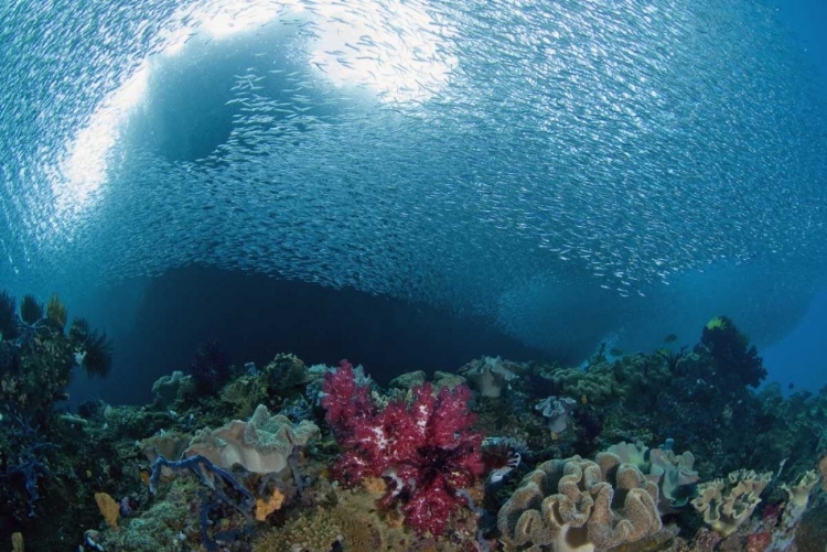 Picture of INDONESIA SCHOOL OF SILVERY BAITFISH OVER CORAL