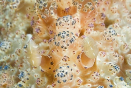 Picture of INDONESIA, SULAWESI ISL TWO NUDIBRANCH ON CORAL