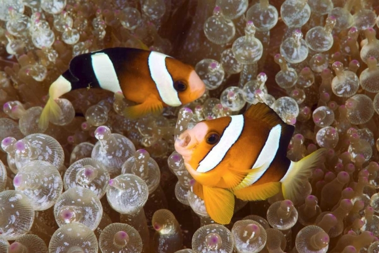 Picture of ANEMONEFISH IN AN ANEMONE, RAJA AMPAT, INDONESIA