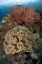 Picture of INDONESIA PRISTINE CORAL REEF OFF MISOOL ISLAND