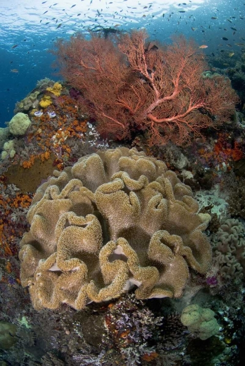 Picture of INDONESIA PRISTINE CORAL REEF OFF MISOOL ISLAND