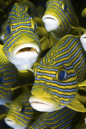 Picture of SWEETLIP FISH, IRIAN JAYA, WEST PAPUA, INDONESIA