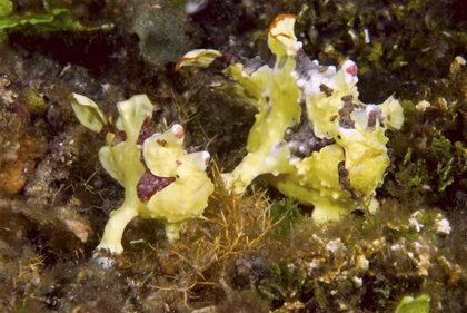 Picture of INDONESIA, LEMBEH STRAITS ANGLERFISH AWAIT PREY