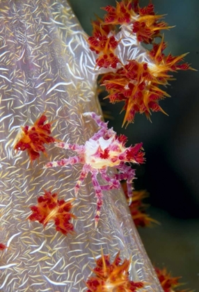 Picture of INDONESIA DECORATOR CRAB BLENDS WITH SOFT CORAL