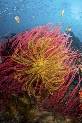 Picture of INDONESIA, PISANG ISLANDS FEATHER STAR CRINOIDS