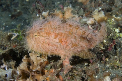 Picture of INDONESIA, LEMBEH STRAITS AN ANGLERFISH PROFILE