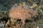 Picture of INDONESIA, LEMBEH STRAITS AN ANGLERFISH PROFILE