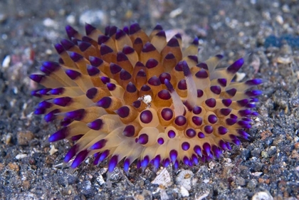 Picture of TINY CRAB ON NUDIBANCH, LEMBEH STRAIT, INDONESIA