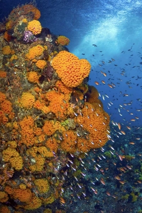 Picture of FUSILIERS AND ANTHIAS, FAK FAK, PAPUA, INDONESIA