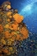 Picture of FUSILIERS AND ANTHIAS, FAK FAK, PAPUA, INDONESIA