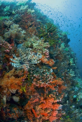 Picture of INDONESIA, KOMODO NP LIONFISH SWIMMING OVER REEF