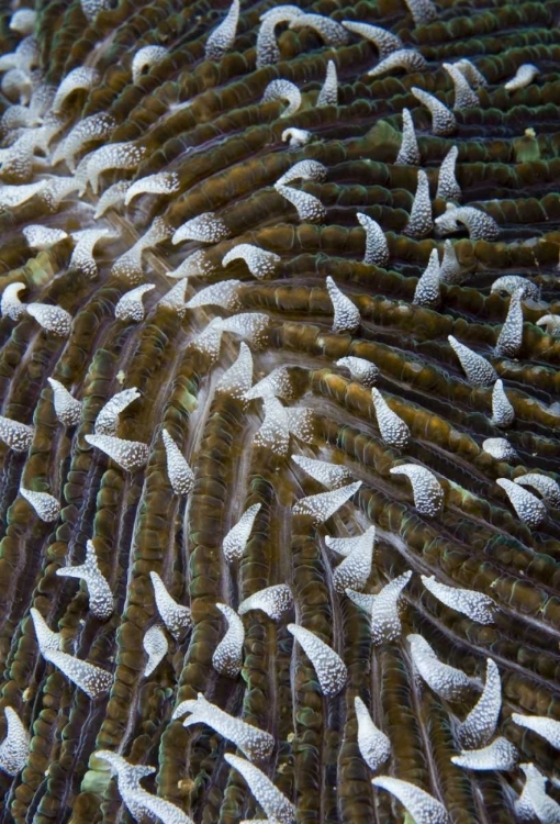 Picture of INDONESIA, RAJA AMPAT CLOSE-UP OF MUSHROOM CORAL