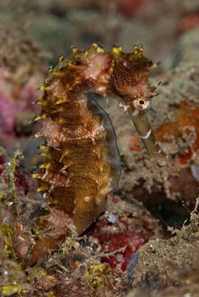 Picture of INDONESIA, BANDA SEA, AMBON ADULT SPINY SEAHORSE