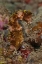 Picture of INDONESIA, BANDA SEA, AMBON ADULT SPINY SEAHORSE