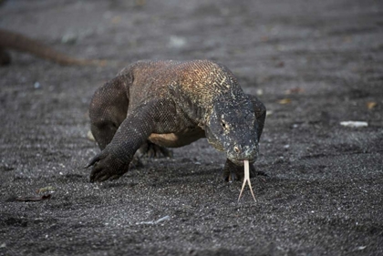 Picture of INDONESIA, RINCA ISLAND, KOMODO NP KOMODO DRAGON