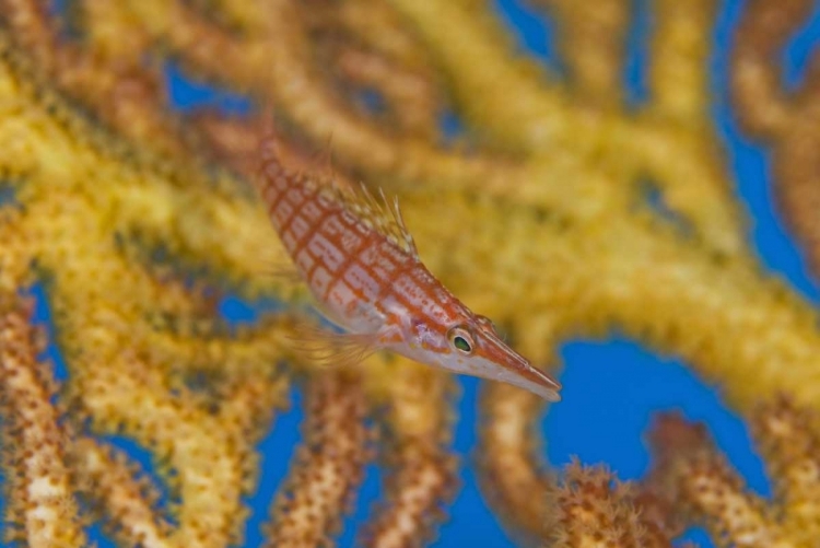 Picture of SOLOMON ISLANDS A HAWKFISH SWIMS ABOVE A SEA FAN