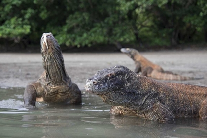 Picture of INDONESIA, RINCA ISLAND, KOMODO NP KOMODO DRAGON