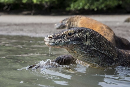 Picture of INDONESIA, RINCA ISLAND, KOMODO NP KOMODO DRAGON