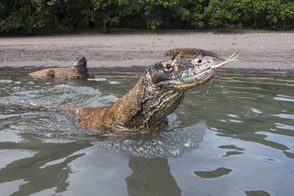 Picture of INDONESIA, RINCA ISLAND, KOMODO NP KOMODO DRAGON