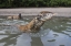 Picture of INDONESIA, RINCA ISLAND, KOMODO NP KOMODO DRAGON