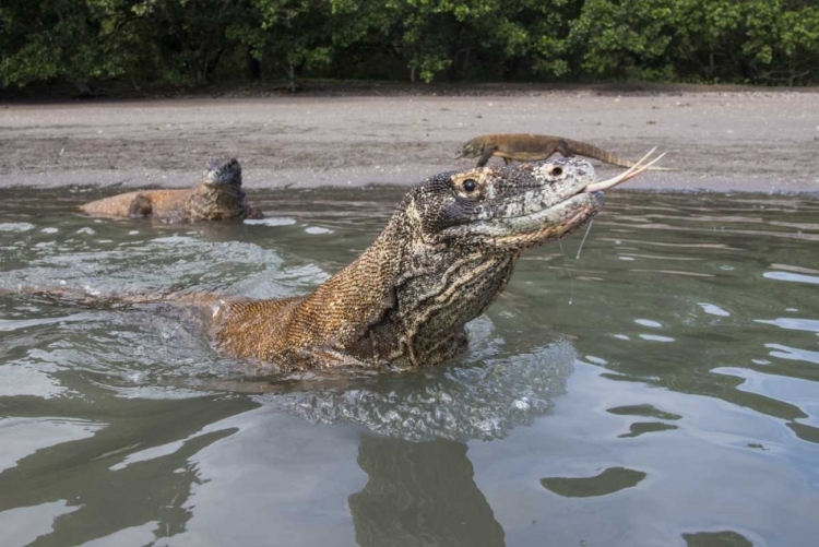 Picture of INDONESIA, RINCA ISLAND, KOMODO NP KOMODO DRAGON