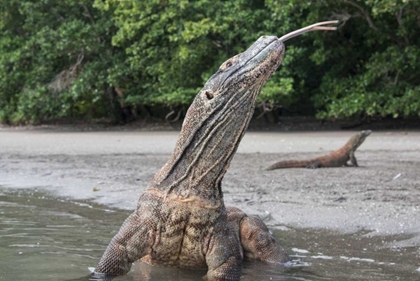 Picture of INDONESIA, RINCA ISLAND, KOMODO NP KOMODO DRAGON