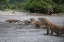 Picture of INDONESIA, RINCA ISLAND, KOMODO NP KOMODO DRAGON