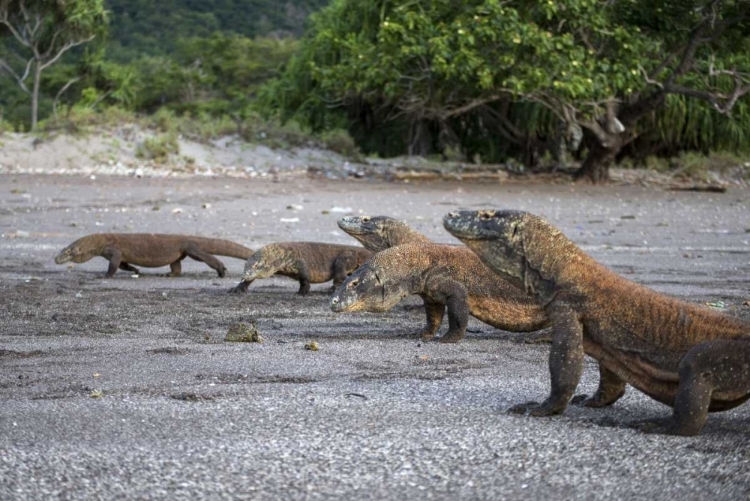 Picture of INDONESIA, RINCA ISLAND, KOMODO NP KOMODO DRAGON