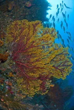 Picture of SEA FAN OR GORGONIAN CORAL, RAJA AMPAT, INDONESIA