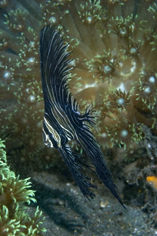 Picture of INDONESIA SULAWESI ISL, ZEBRA BATFISH AMID CORAL