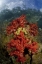 Picture of INDONESIA, PAPUA, FAK FAK, TRITON BAY CORAL REEF