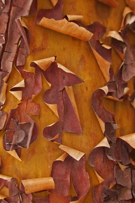 Picture of WASHINGTON DETAIL OF PACIFIC MADRONA TREE BARK