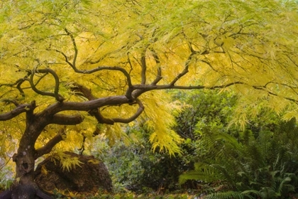 Picture of OREGON, ASHLAND LITHIA PARK YELLOW MAPLE TREES