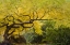 Picture of OREGON, ASHLAND LITHIA PARK YELLOW MAPLE TREES