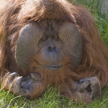 Picture of WASHINGTON, SEATTLE CLOSE-UP OF MALE ORANGUTAN