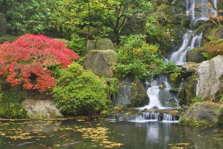 Picture of OREGON, PORTLAND WATERFALL FLOWS INTO KOI POND