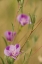 Picture of OREGON, MEDFORD FAREWELL-TO-SPRING WILDFLOWERS