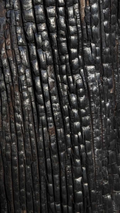 Picture of TEXAS, GUADALUPE MOUNTAINS NP BURNT TREE TRUNK