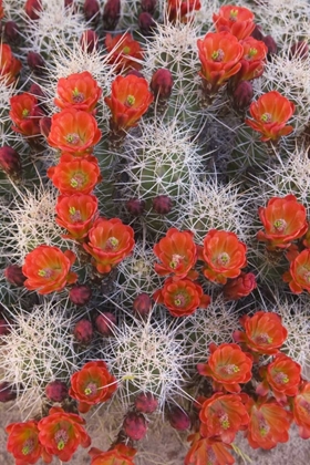 Picture of UTAH, CANYONLANDS NP CLARETCUP CACTUS IN BLOOM