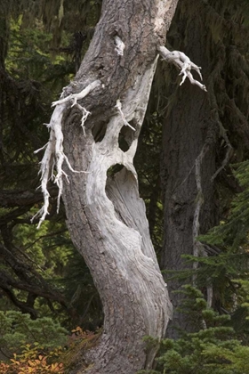 Picture of WASHINGTON, MOUNT RAINIER NP SPOOKY GHOST TREE