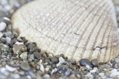 Picture of WASHINGTON, SEABECK COCKLE SHELL IN HOOD CANAL