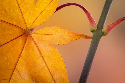 Picture of WASHINGTON, SEABECK MAPLE LEAF IN AUTUMN COLOR