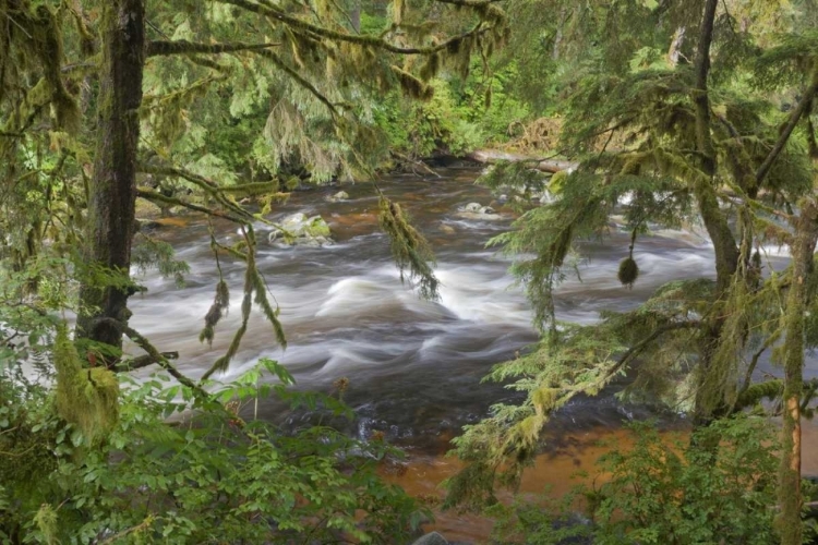 Picture of ALASKA, ANAN CREEK CREEK BETWEEN CYPRESS TREES