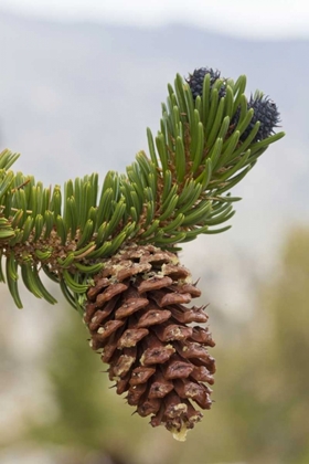 Picture of CALIFORNIA, INYO NF BRISTLECONE TREE PINE CONE