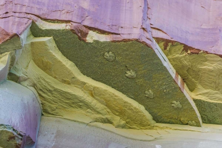 Picture of UTAH, GLEN CANYON DINOSAUR TRACKS ON ROCK FACE