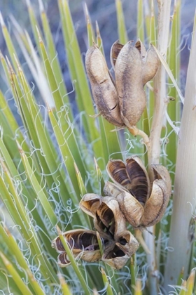 Picture of UTAH, GLEN CANYON A YUCCA PLANT WITH SEED PODS