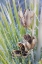 Picture of UTAH, GLEN CANYON A YUCCA PLANT WITH SEED PODS