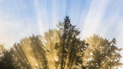 Picture of WASHINGTON, SEABECK SUN RAYS THROUGH FIR TREES