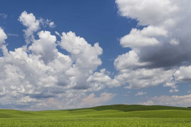 Picture of WASHINGTON, PALOUSE HILLS FIELD OF SPRING PEAS